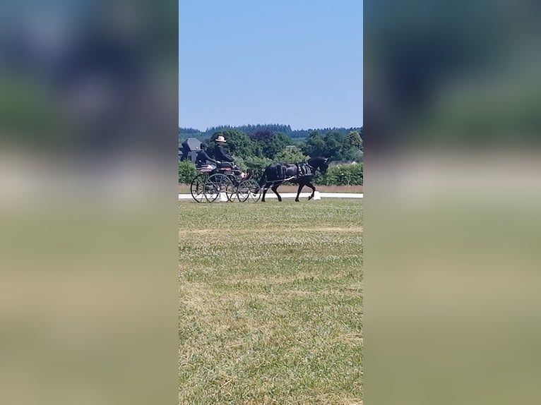 Connemara Wallach 4 Jahre 147 cm Rappe in Vlezenbeek
