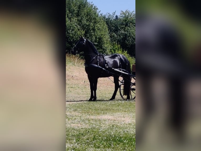 Connemara Wallach 4 Jahre 147 cm Rappe in Vlezenbeek
