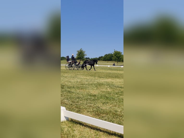 Connemara Wallach 4 Jahre 147 cm Rappe in Vlezenbeek
