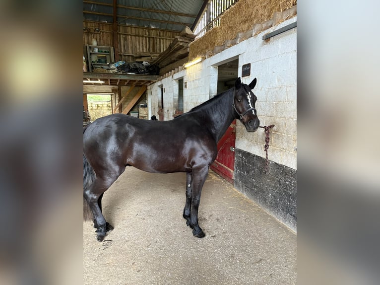 Connemara Wallach 4 Jahre 147 cm Rappe in Vlezenbeek