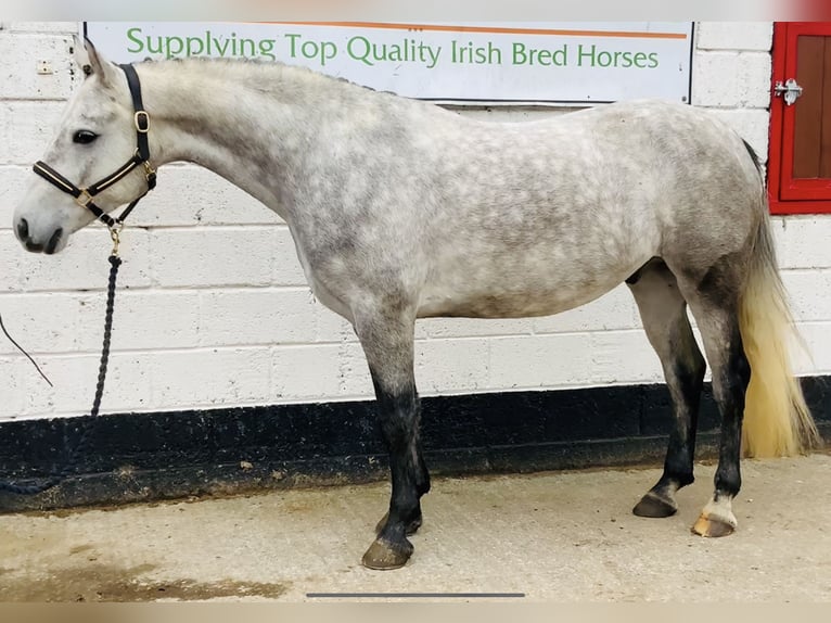 Connemara Wallach 4 Jahre 147 cm Schimmel in Mountrath