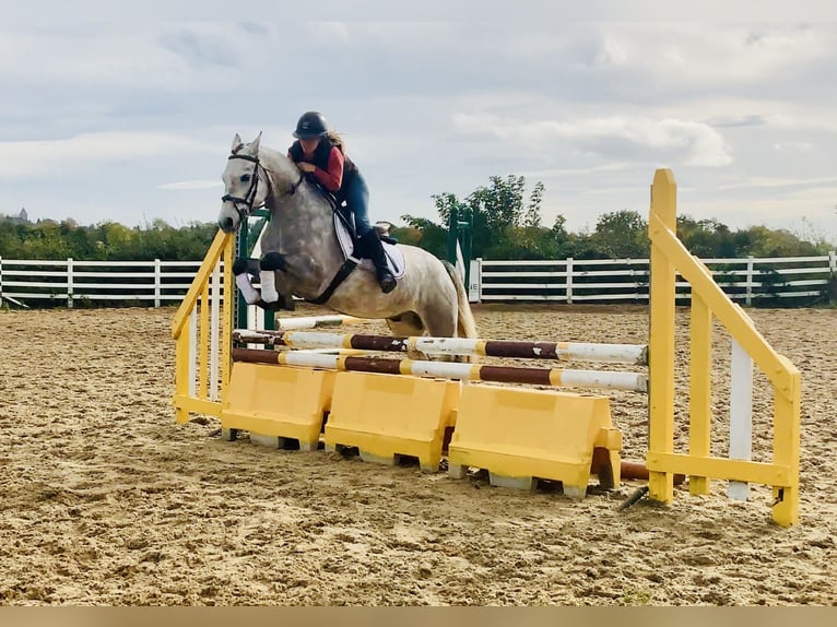 Connemara Wallach 4 Jahre 147 cm Schimmel in Mountrath