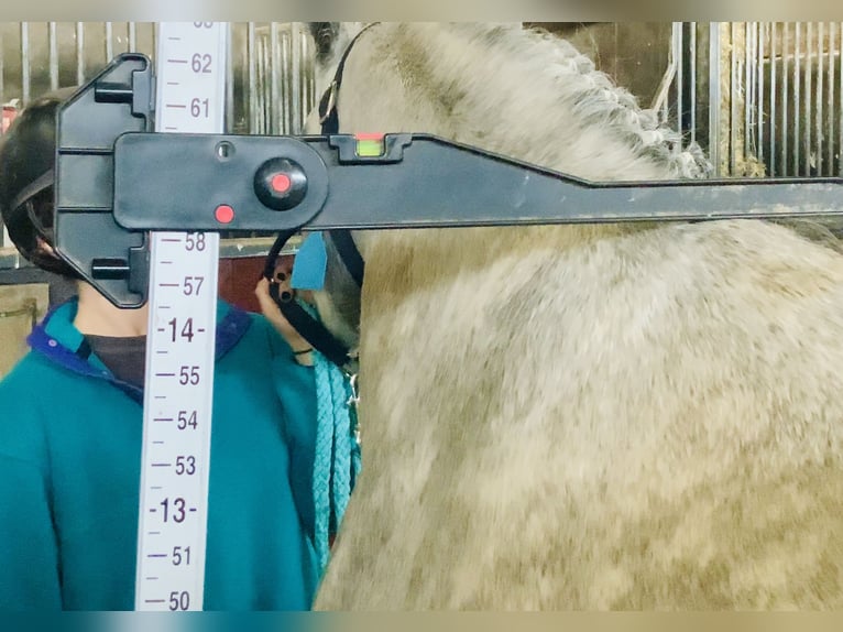 Connemara Wallach 4 Jahre 147 cm Schimmel in Mountrath