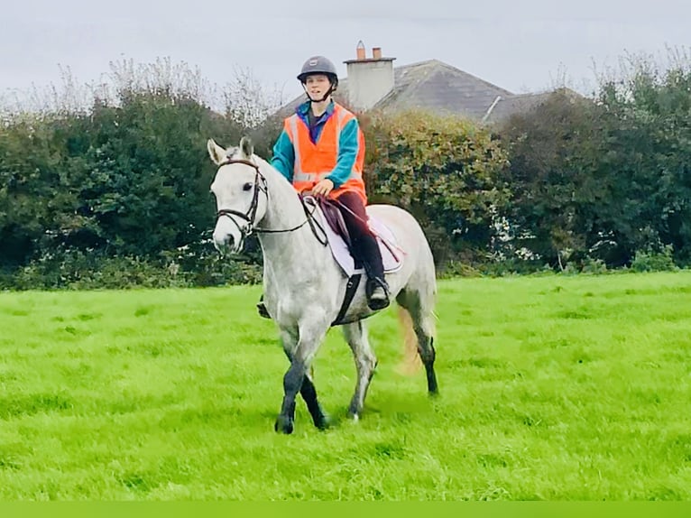 Connemara Wallach 4 Jahre 147 cm Schimmel in Mountrath