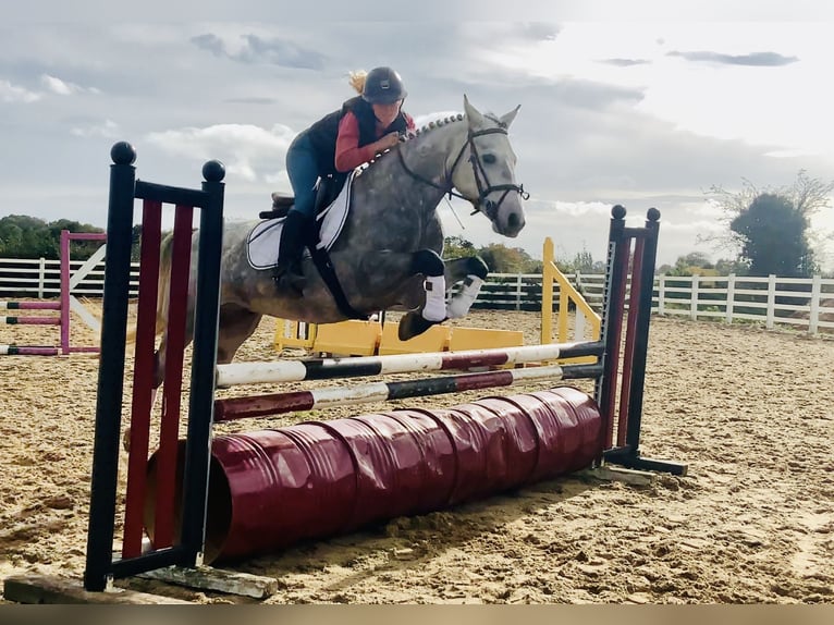 Connemara Wallach 4 Jahre 147 cm Schimmel in Mountrath