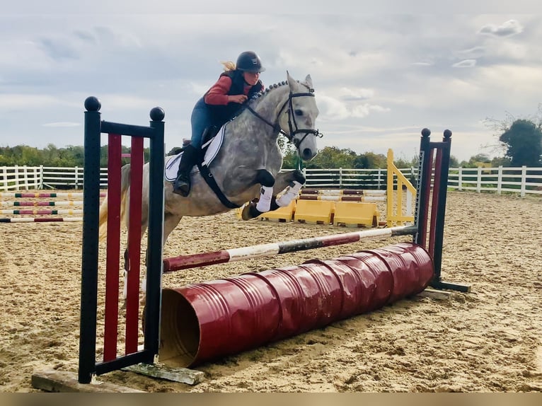 Connemara Wallach 4 Jahre 147 cm Schimmel in Mountrath