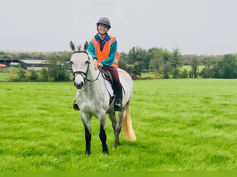 Connemara Wallach 4 Jahre 147 cm Schimmel in Mountrath