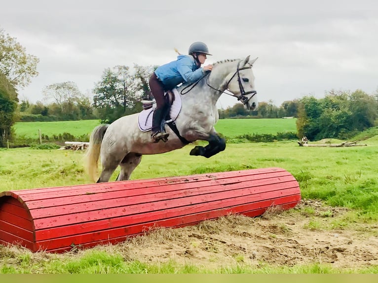 Connemara Wallach 4 Jahre 147 cm Schimmel in Mountrath