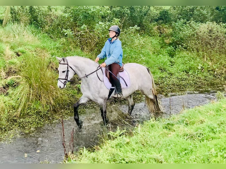 Connemara Wallach 4 Jahre 147 cm Schimmel in Mountrath