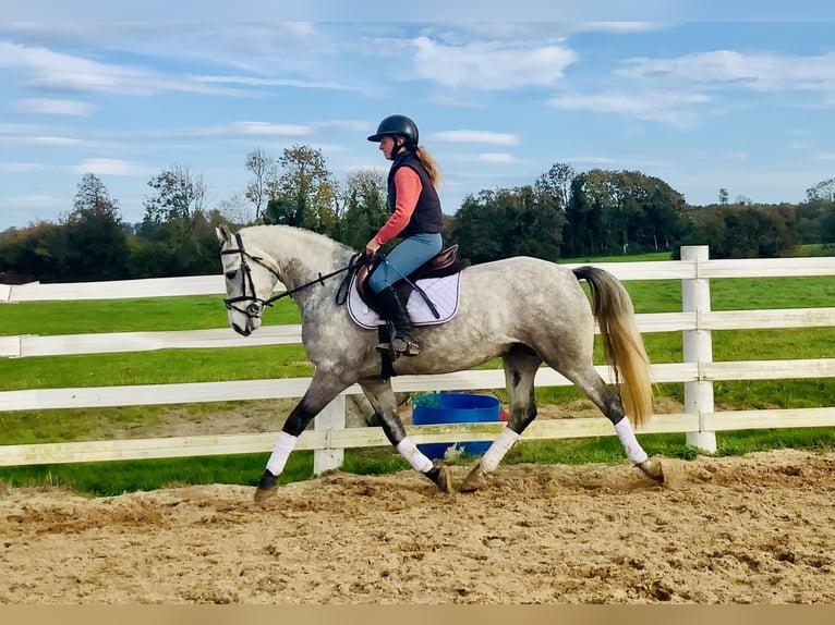 Connemara Wallach 4 Jahre 147 cm Schimmel in Mountrath
