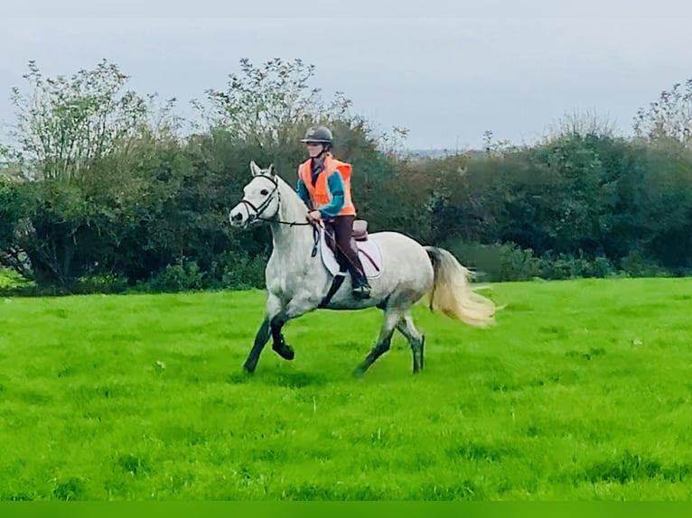 Connemara Wallach 4 Jahre 147 cm Schimmel in Mountrath