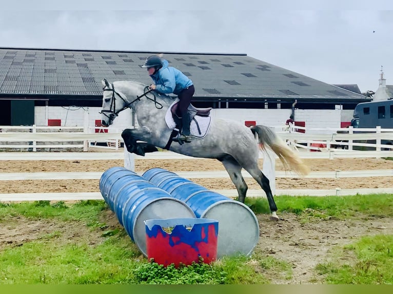 Connemara Wallach 4 Jahre 147 cm Schimmel in Mountrath