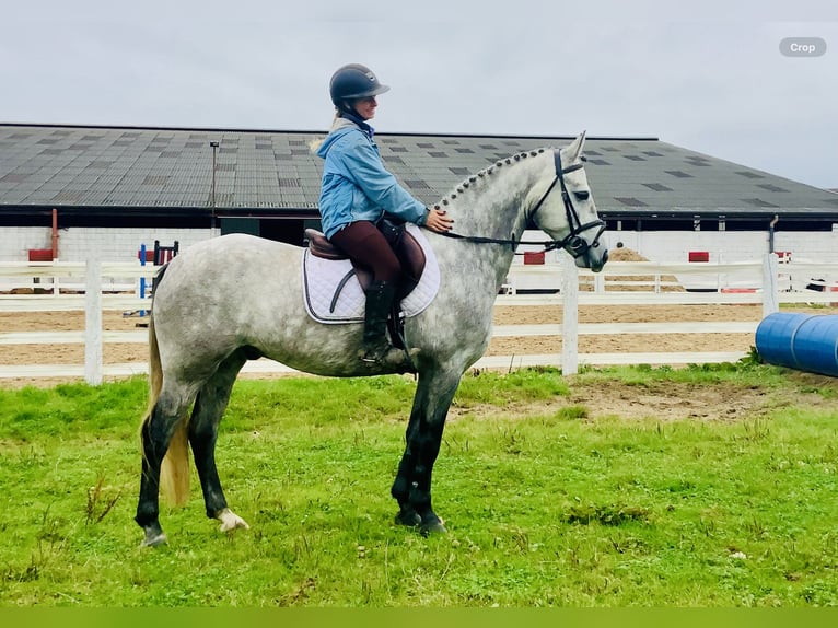 Connemara Wallach 4 Jahre 147 cm Schimmel in Mountrath