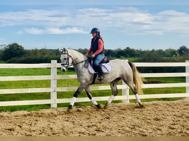 Connemara Wallach 4 Jahre 147 cm Schimmel in Mountrath