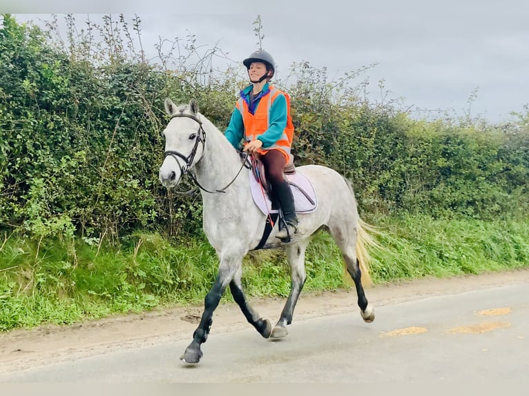 Connemara Wallach 4 Jahre 147 cm Schimmel in Mountrath