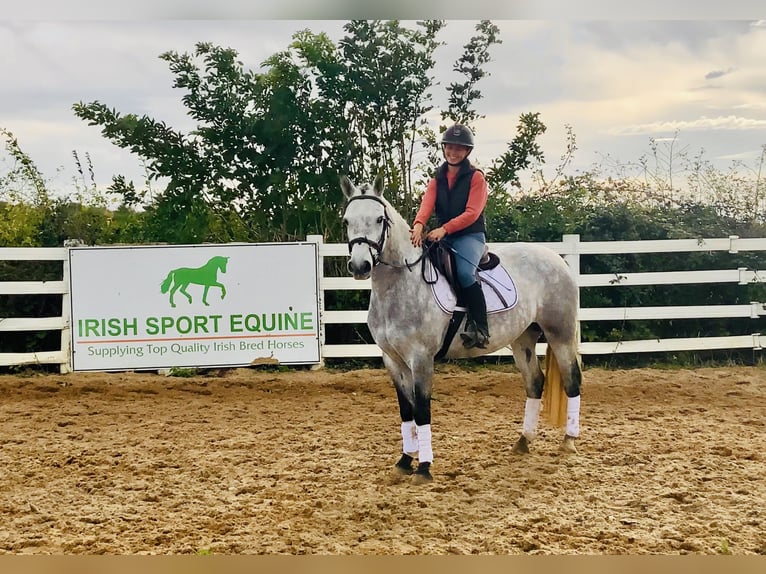Connemara Wallach 4 Jahre 147 cm Schimmel in Mountrath