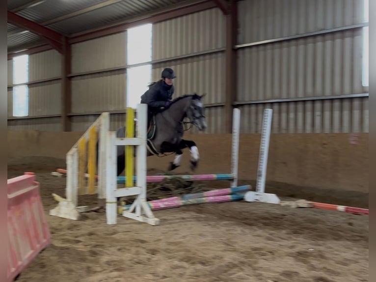 Connemara Wallach 4 Jahre 147 cm Schimmel in Sligo