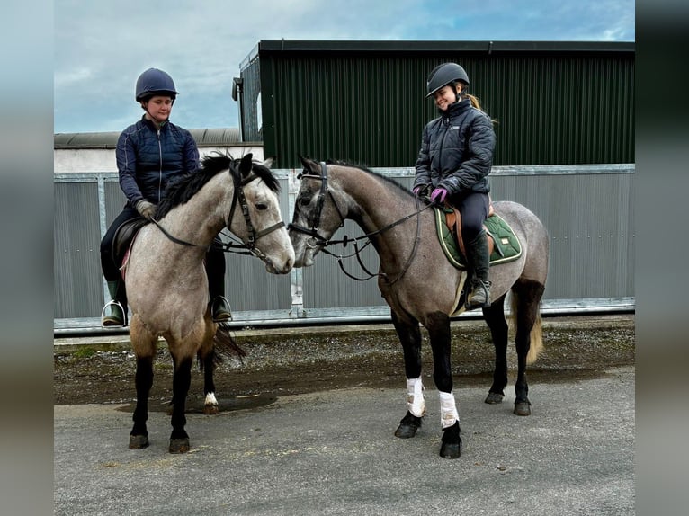 Connemara Wallach 4 Jahre 147 cm Schimmel in Sligo