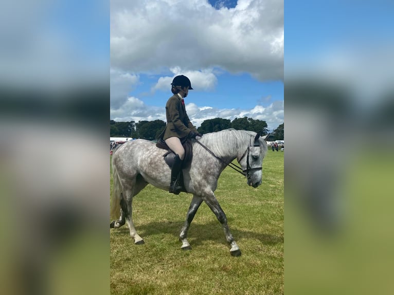 Connemara Wallach 4 Jahre 148 cm Apfelschimmel in Mayo
