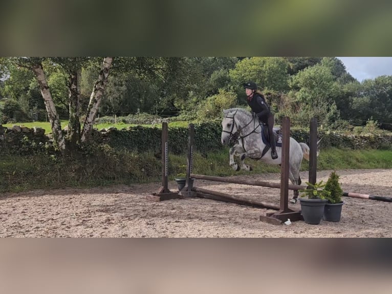 Connemara Wallach 4 Jahre 148 cm Apfelschimmel in Mayo