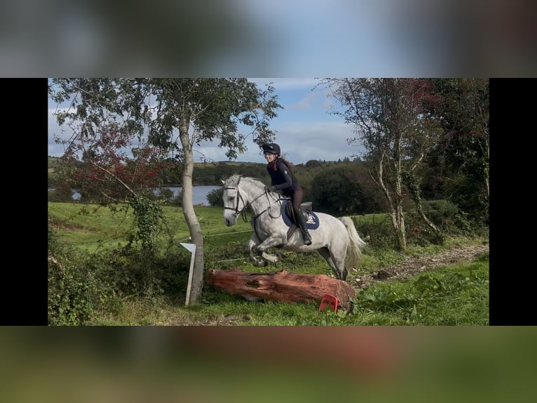 Connemara Wallach 4 Jahre 148 cm Apfelschimmel in Mayo