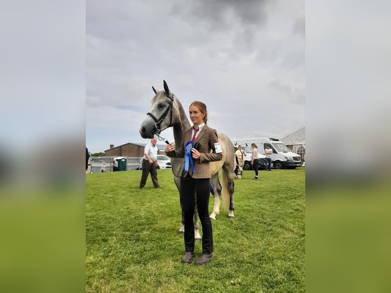Connemara Wallach 4 Jahre 148 cm Apfelschimmel in Mayo