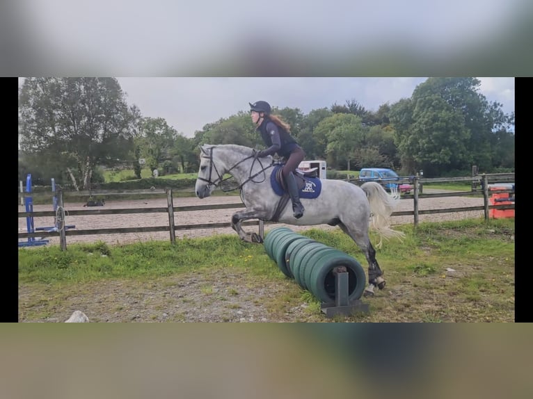 Connemara Wallach 4 Jahre 148 cm Apfelschimmel in Mayo