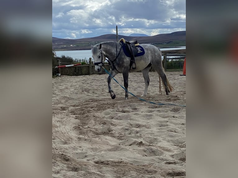 Connemara Wallach 4 Jahre 148 cm Apfelschimmel in Mayo