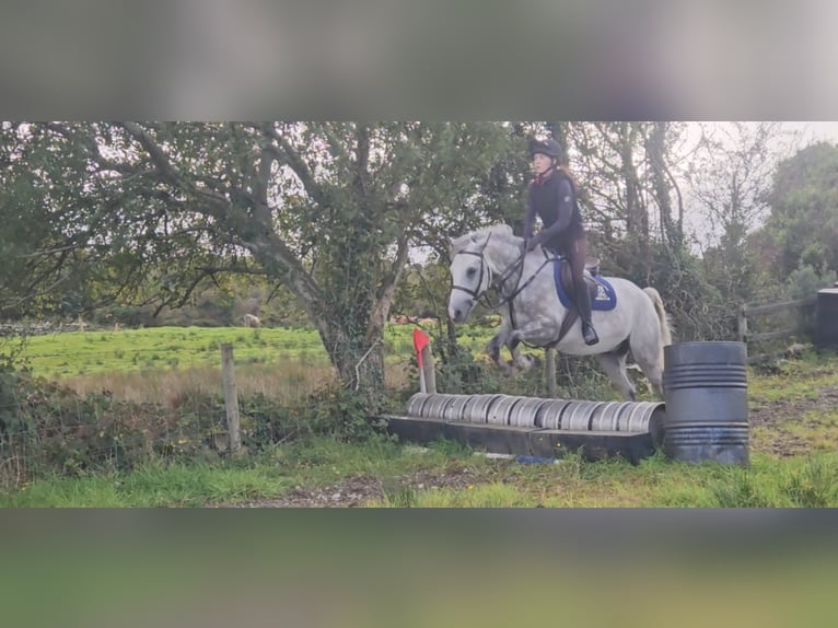 Connemara Wallach 4 Jahre 148 cm Apfelschimmel in Mayo