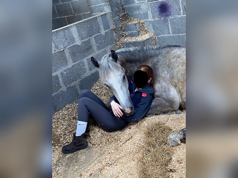 Connemara Wallach 4 Jahre 148 cm Apfelschimmel in Mayo