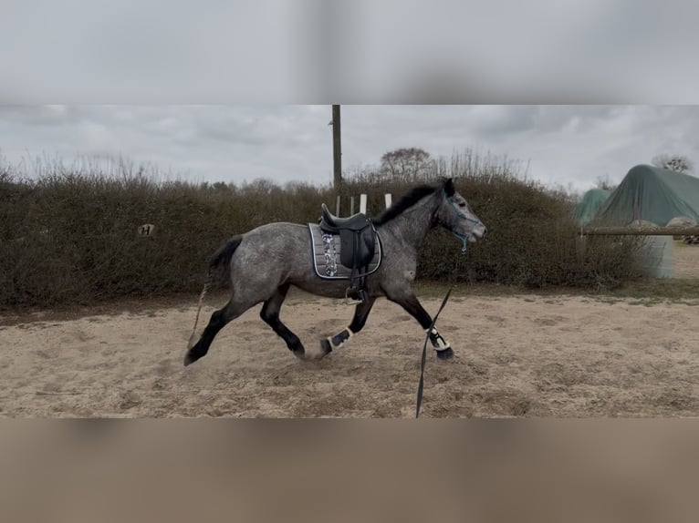 Connemara Wallach 4 Jahre 148 cm Apfelschimmel in Trebbin