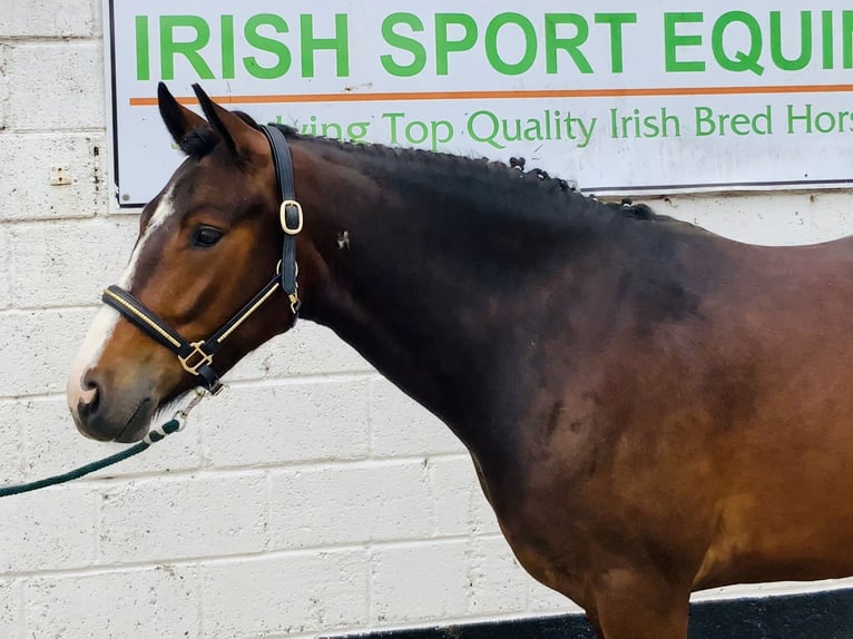 Connemara Wallach 4 Jahre 148 cm Brauner in Mountrath