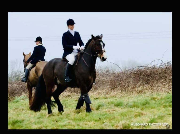 Connemara Wallach 4 Jahre 148 cm Brauner in Mountrath