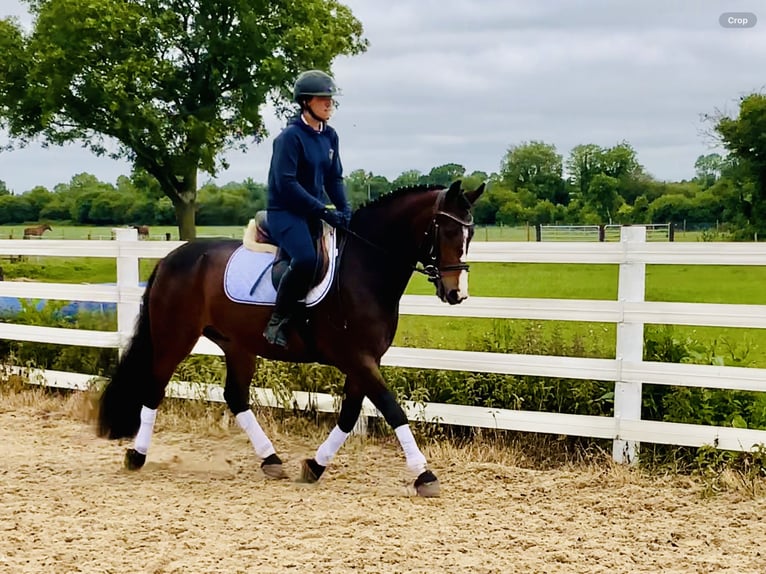 Connemara Wallach 4 Jahre 148 cm Brauner in Mountrath