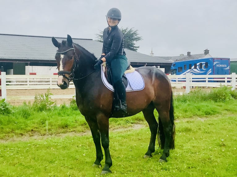 Connemara Wallach 4 Jahre 148 cm Brauner in Mountrath