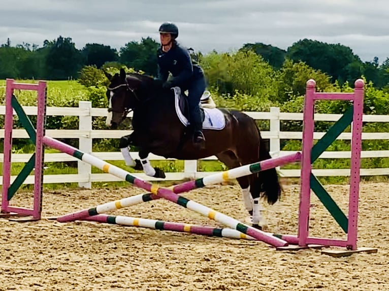 Connemara Wallach 4 Jahre 148 cm Brauner in Mountrath