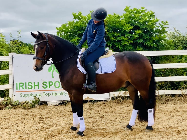 Connemara Wallach 4 Jahre 148 cm Brauner in Mountrath