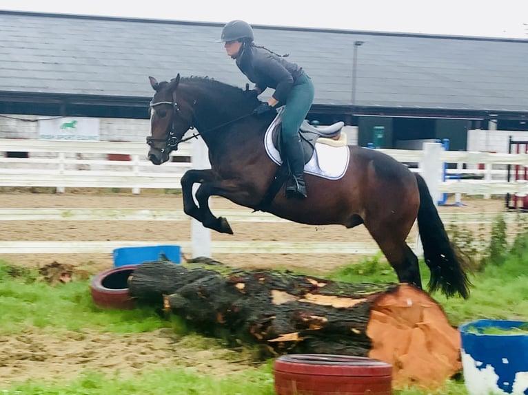 Connemara Wallach 4 Jahre 148 cm Brauner in Mountrath