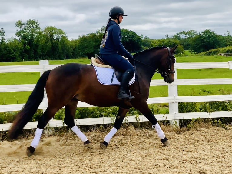 Connemara Wallach 4 Jahre 148 cm Brauner in Mountrath