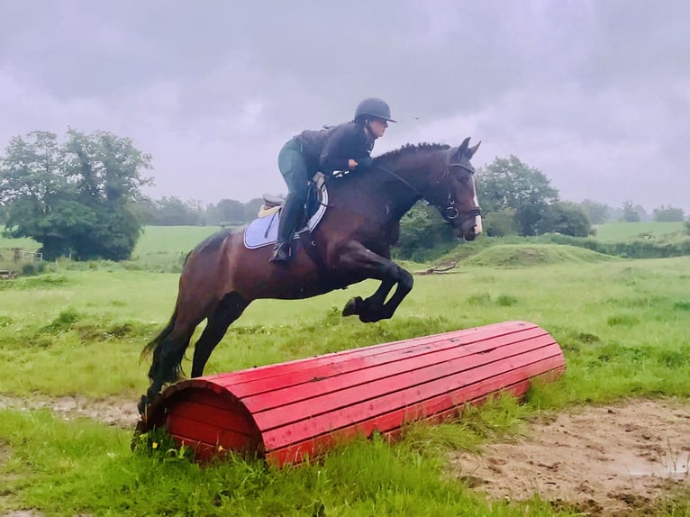 Connemara Wallach 4 Jahre 148 cm Brauner in Mountrath