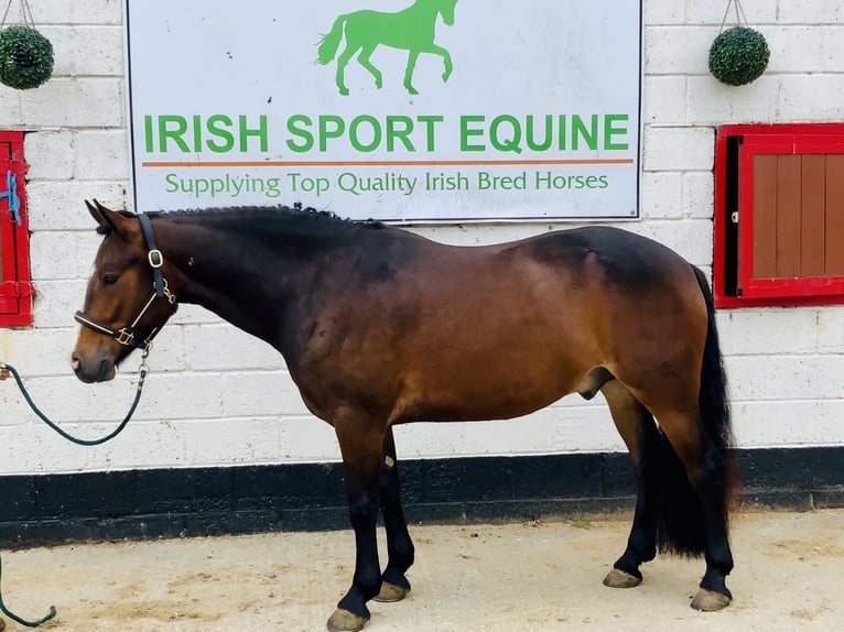 Connemara Wallach 4 Jahre 148 cm Brauner in Mountrath