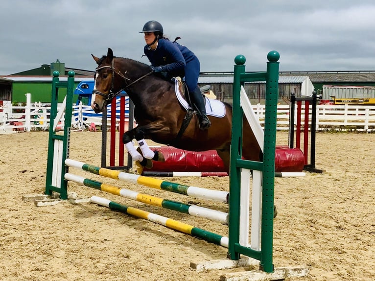 Connemara Wallach 4 Jahre 148 cm Brauner in Mountrath
