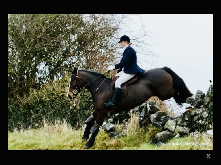 Connemara Wallach 4 Jahre 148 cm Brauner in Mountrath