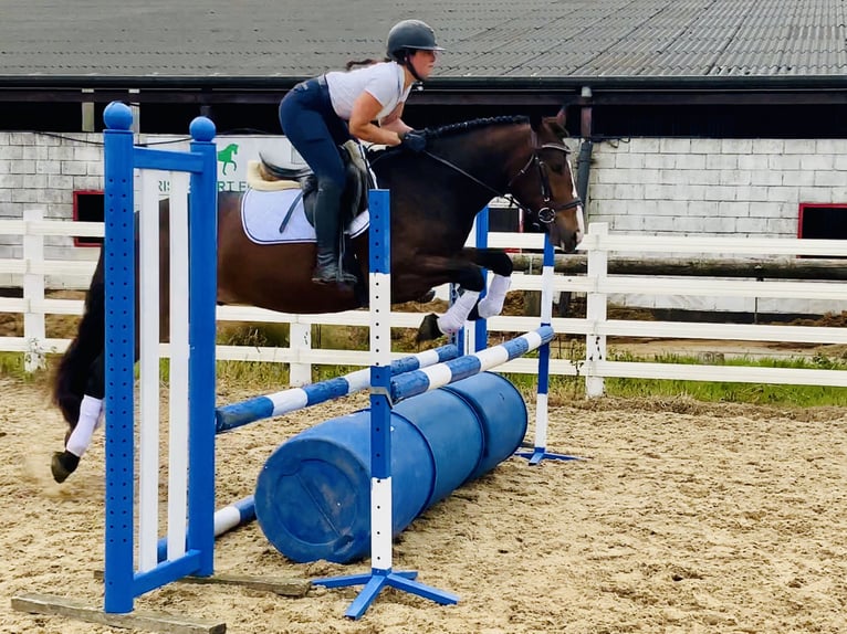 Connemara Wallach 4 Jahre 148 cm Brauner in Mountrath
