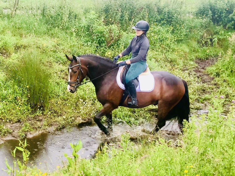 Connemara Wallach 4 Jahre 148 cm Brauner in Mountrath