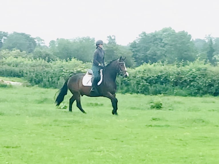 Connemara Wallach 4 Jahre 148 cm Brauner in Mountrath