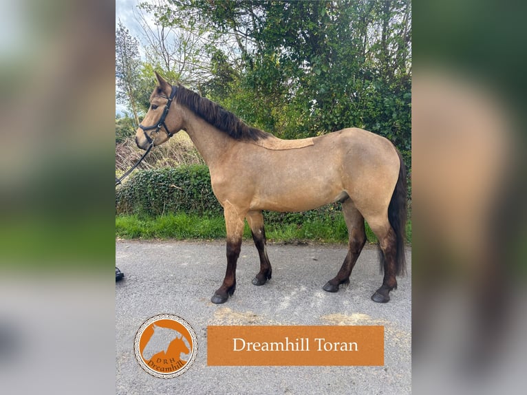 Connemara Wallach 4 Jahre 148 cm Buckskin in Loughrea