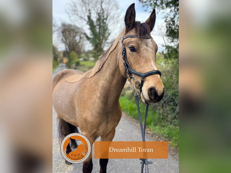 Connemara Wallach 4 Jahre 148 cm Buckskin in Loughrea