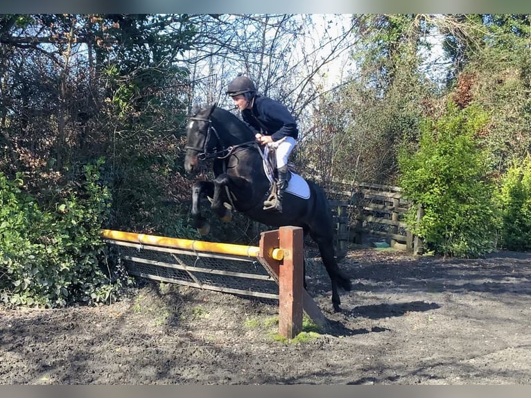 Connemara Wallach 4 Jahre 148 cm Rappe in Mountrath