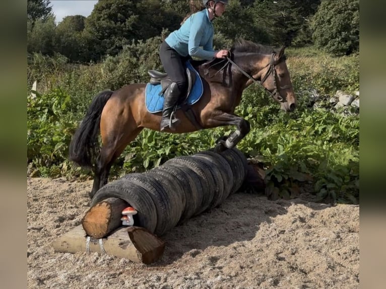 Connemara Wallach 4 Jahre 148 cm Rappschimmel in Sligo